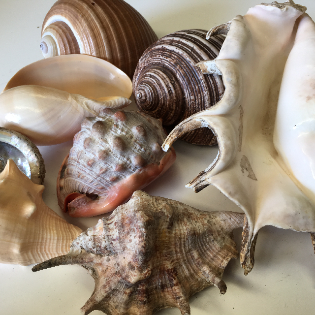 SEA, Shell - Large 20cm Assorted